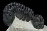 Detailed Reedops Trilobite With Friend #119044-8